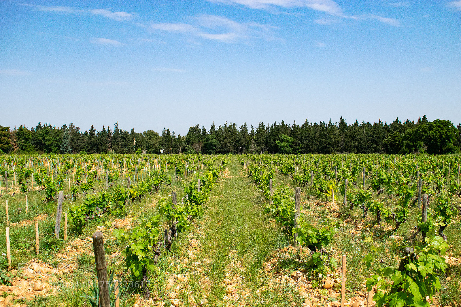 Nikon D3300 sample photo. Vines photography