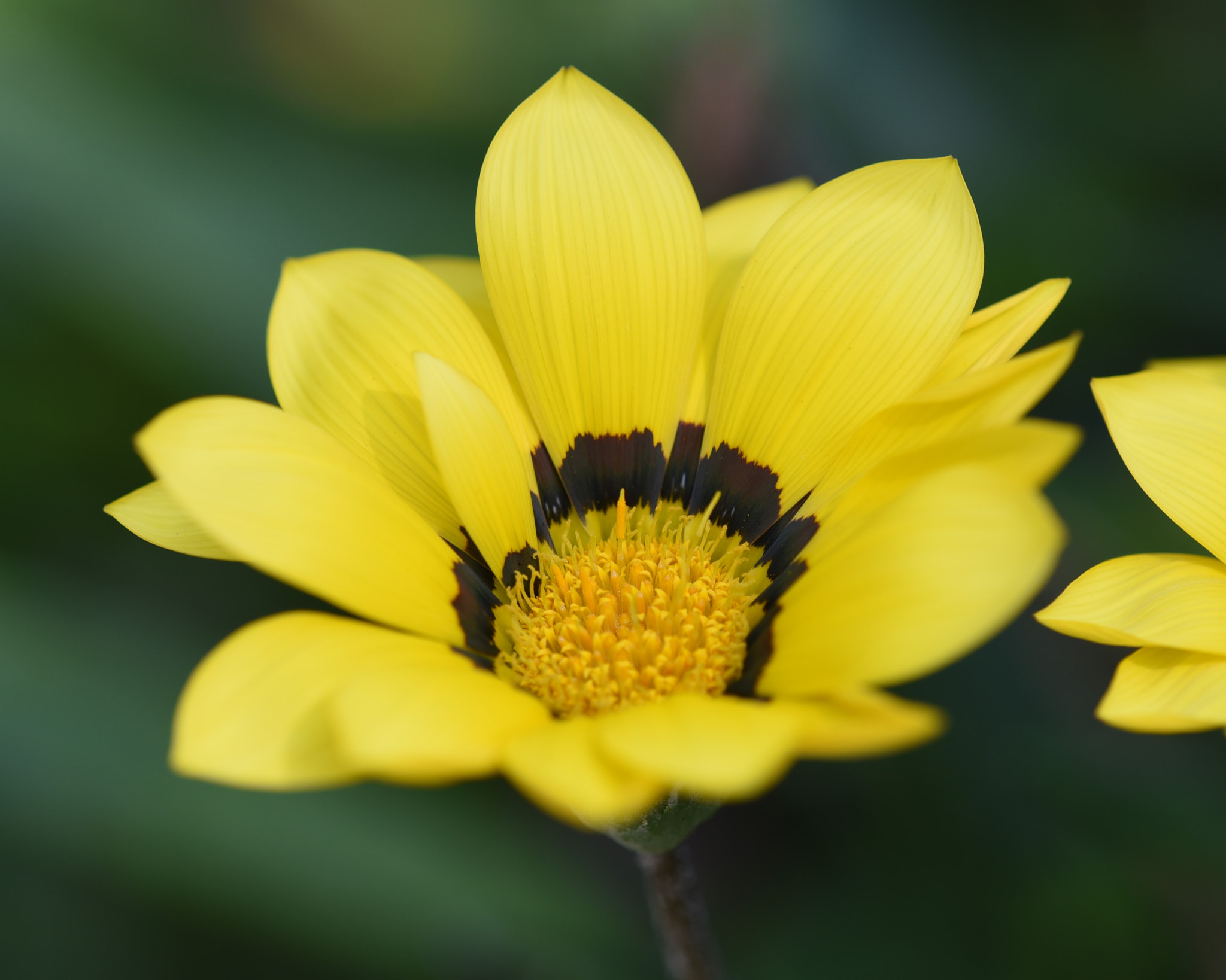 Nikon AF Micro-Nikkor 200mm F4D ED-IF sample photo. Yellow flower photography