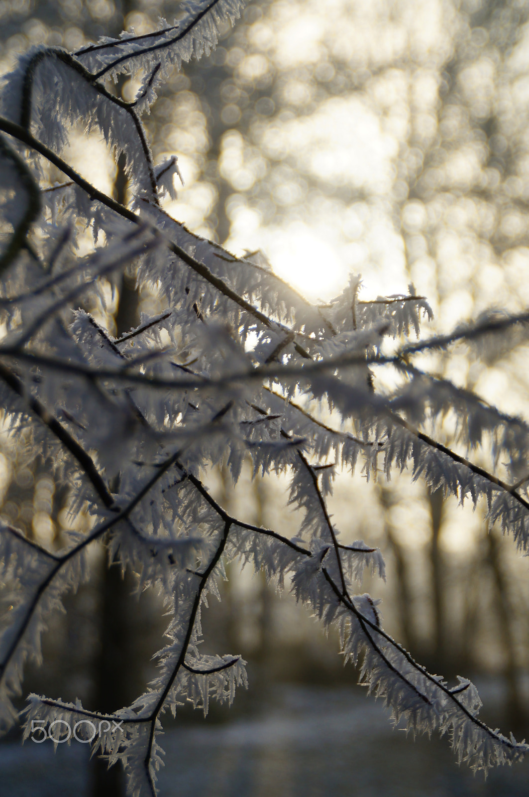 Sony SLT-A37 sample photo. Winter days photography