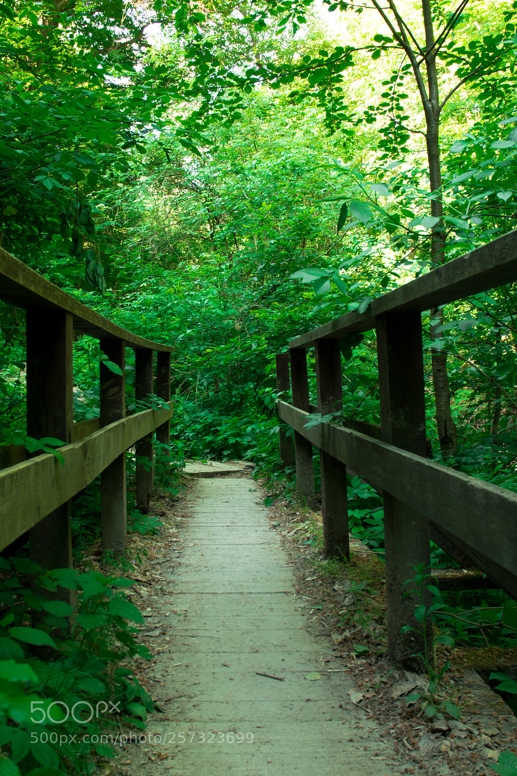 Nikon D7100 sample photo. Bridge photography