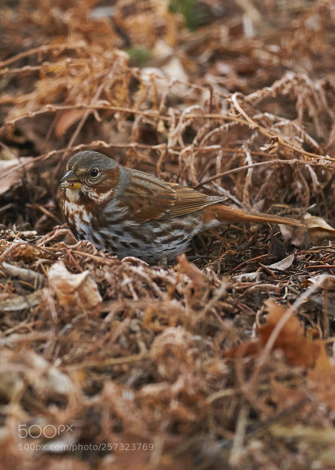 Sony a7R II sample photo. Fox sparrow photography
