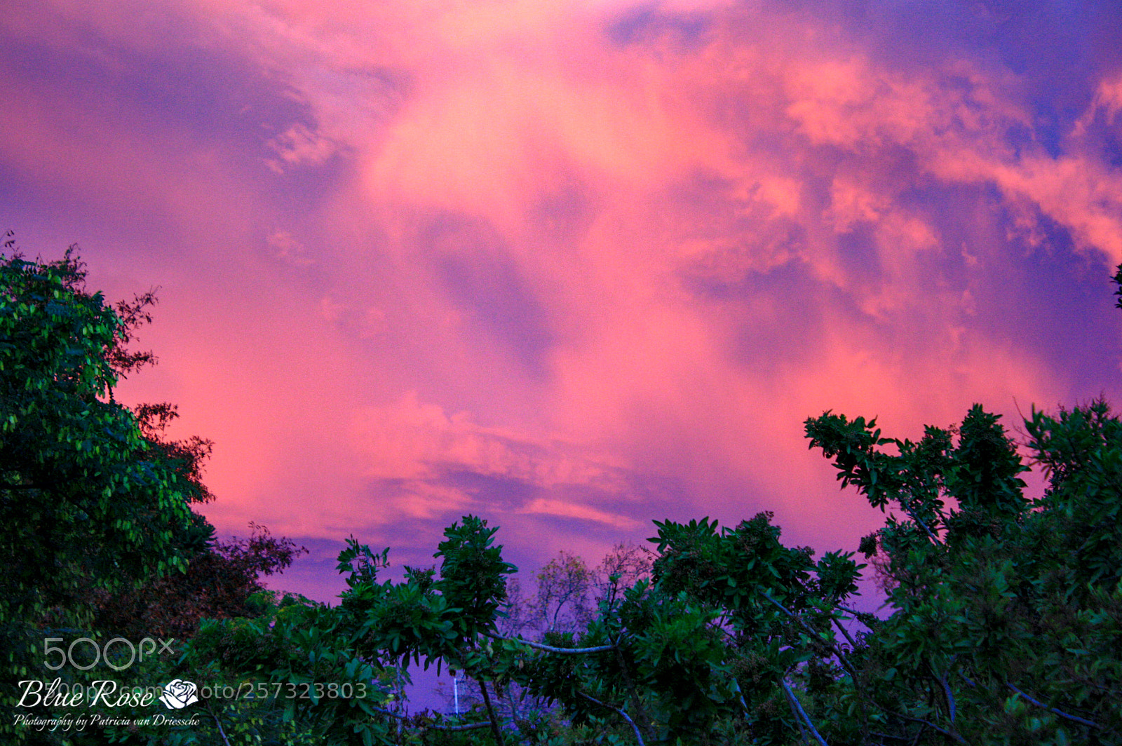 Canon EOS 1000D (EOS Digital Rebel XS / EOS Kiss F) sample photo. Pink sky photography