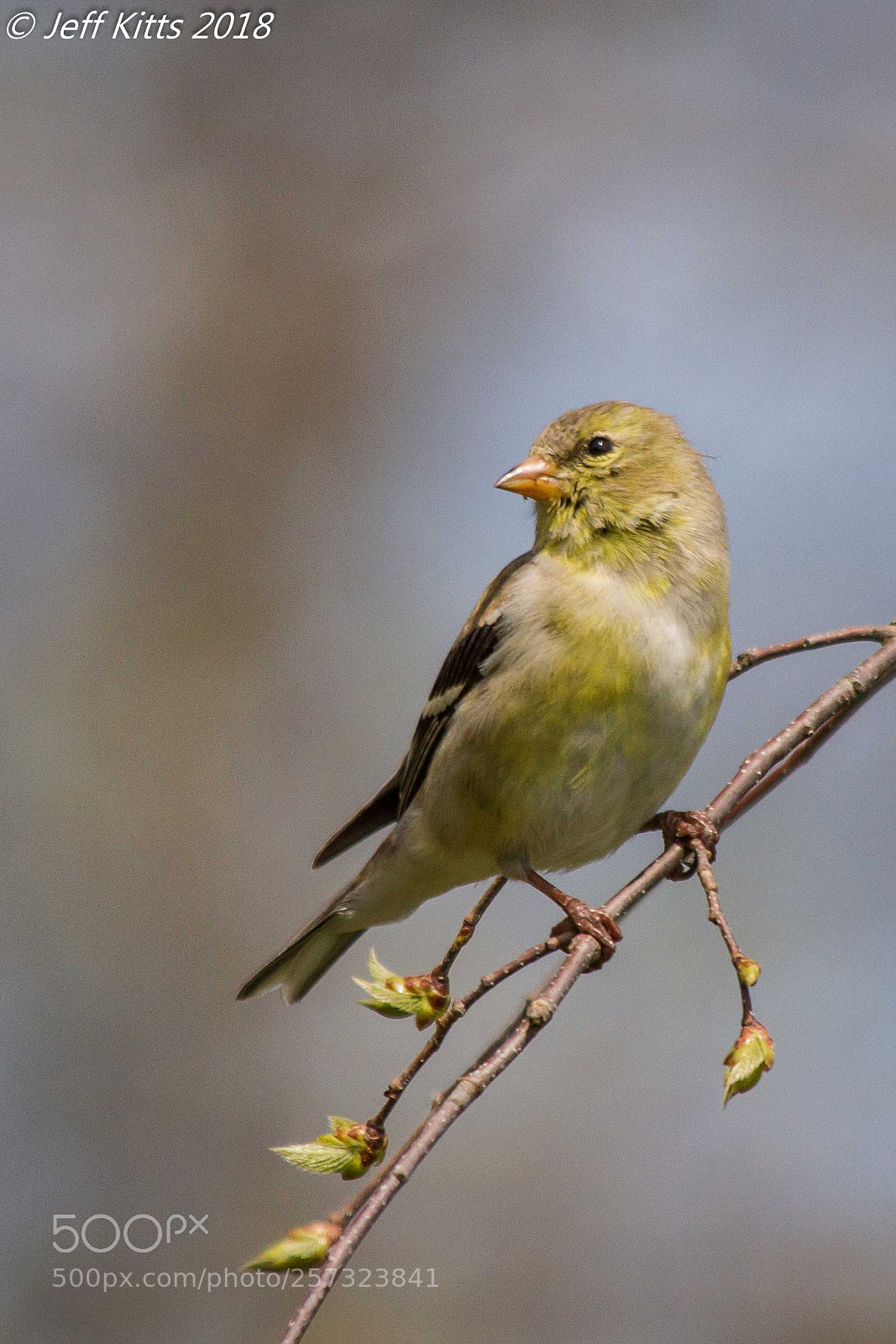 Canon EOS 7D sample photo. 7646- goldfinch # 38 photography