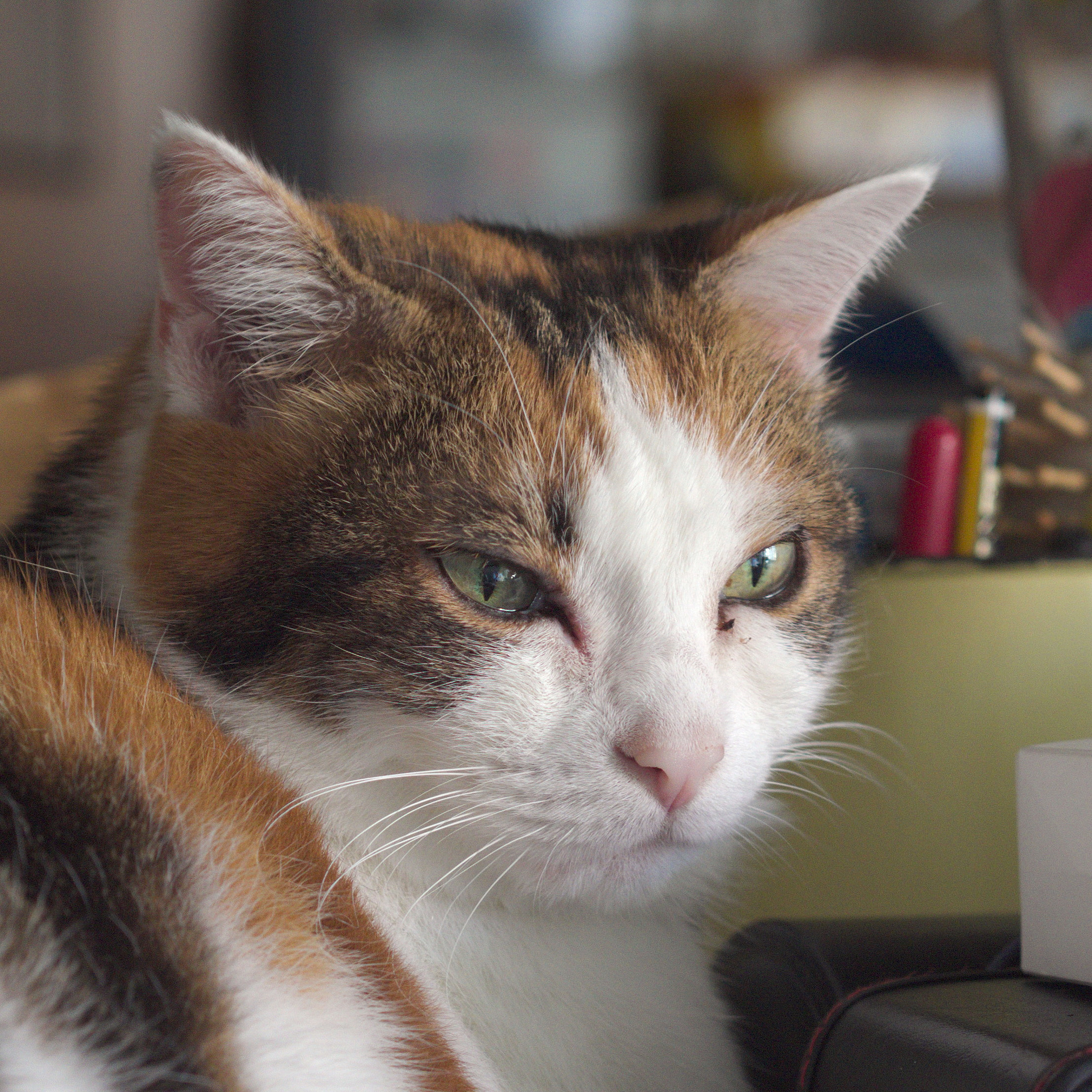 Olympus PEN E-P5 sample photo. Lilly photography