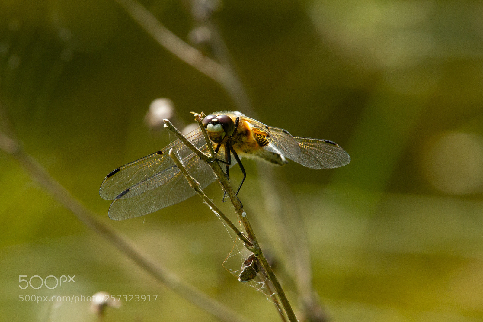 Canon EOS 7D sample photo. Dragonfly at oostvoorne dunes photography