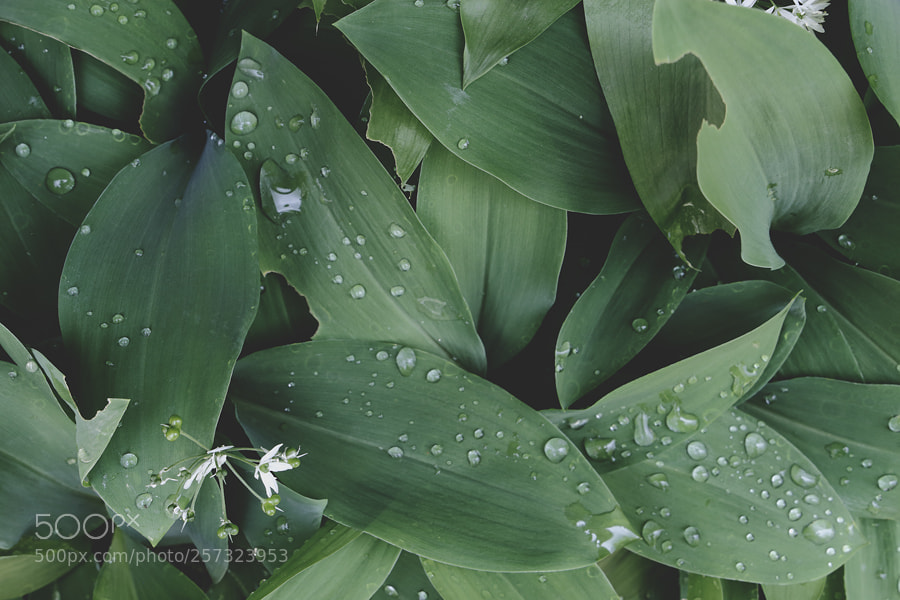 Canon EOS 6D sample photo. Allium ursinum photography