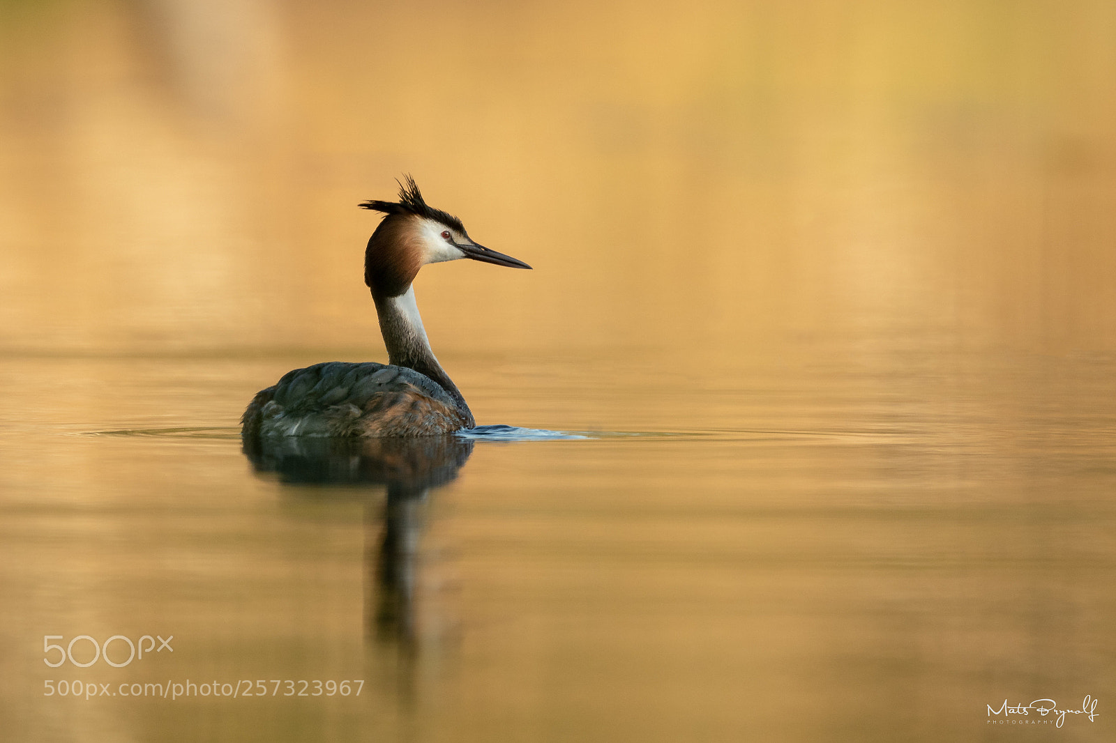 Nikon D500 sample photo. Great crested grebe photography