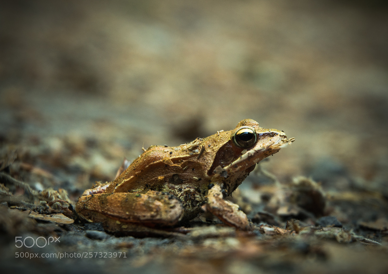 Nikon D7100 sample photo. Frog photography