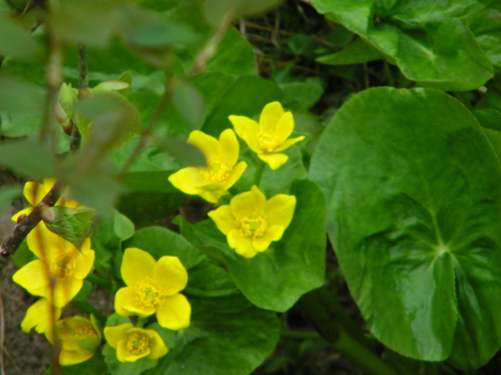 Kodak EASYSHARE Z1015 IS DIGITAL CAMERA sample photo. Just a little sunshine photography