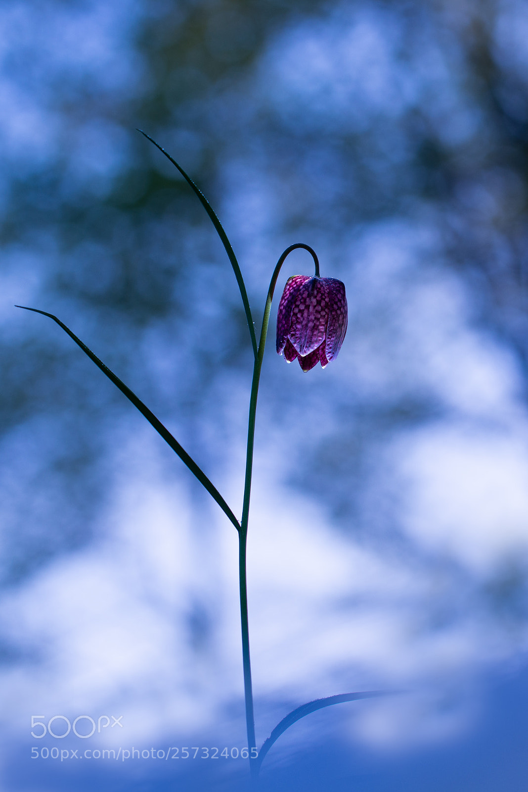Nikon D800 sample photo. Fritillaria meleagris snake s photography