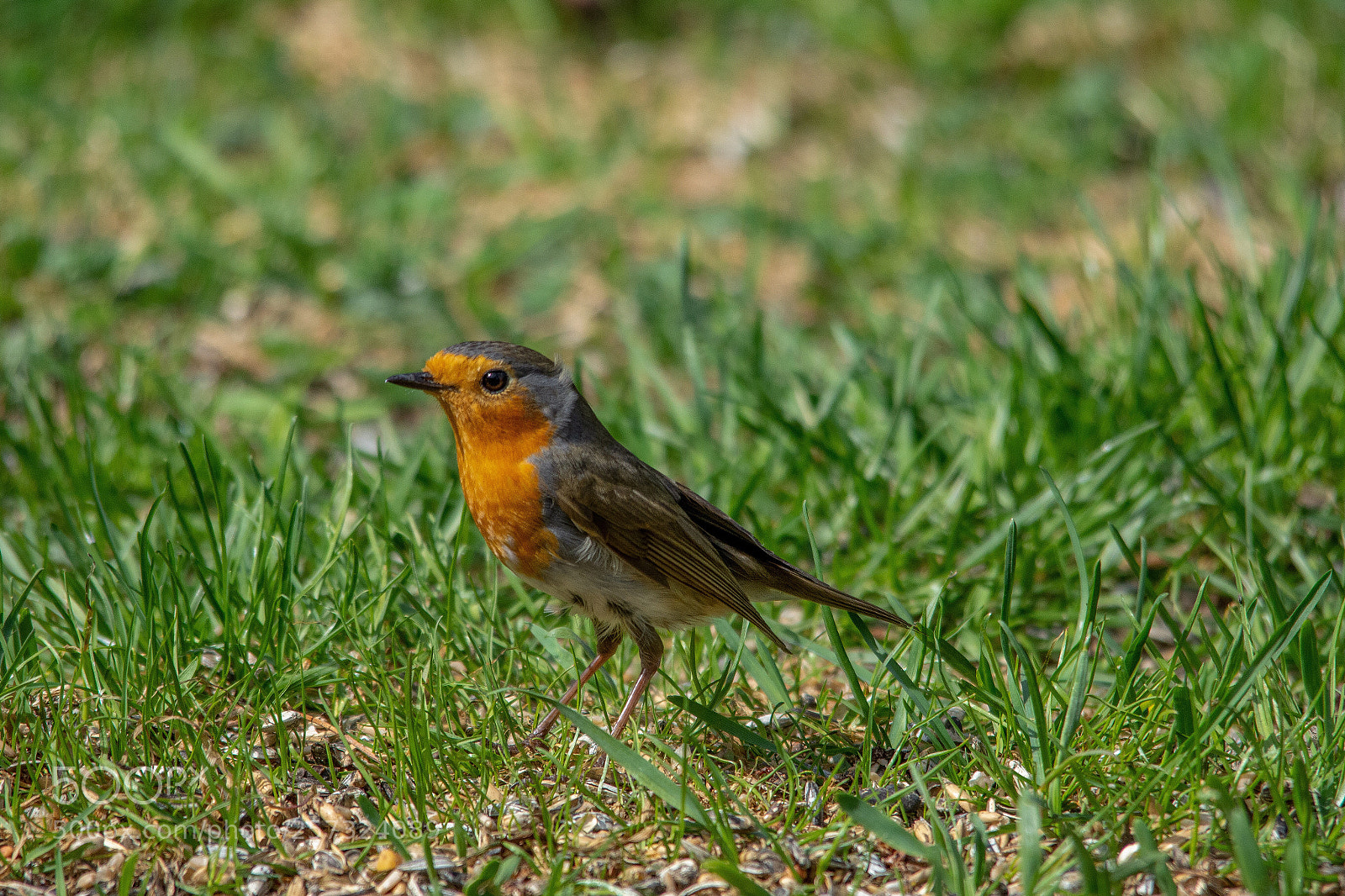 Nikon D7200 sample photo. Robin photography