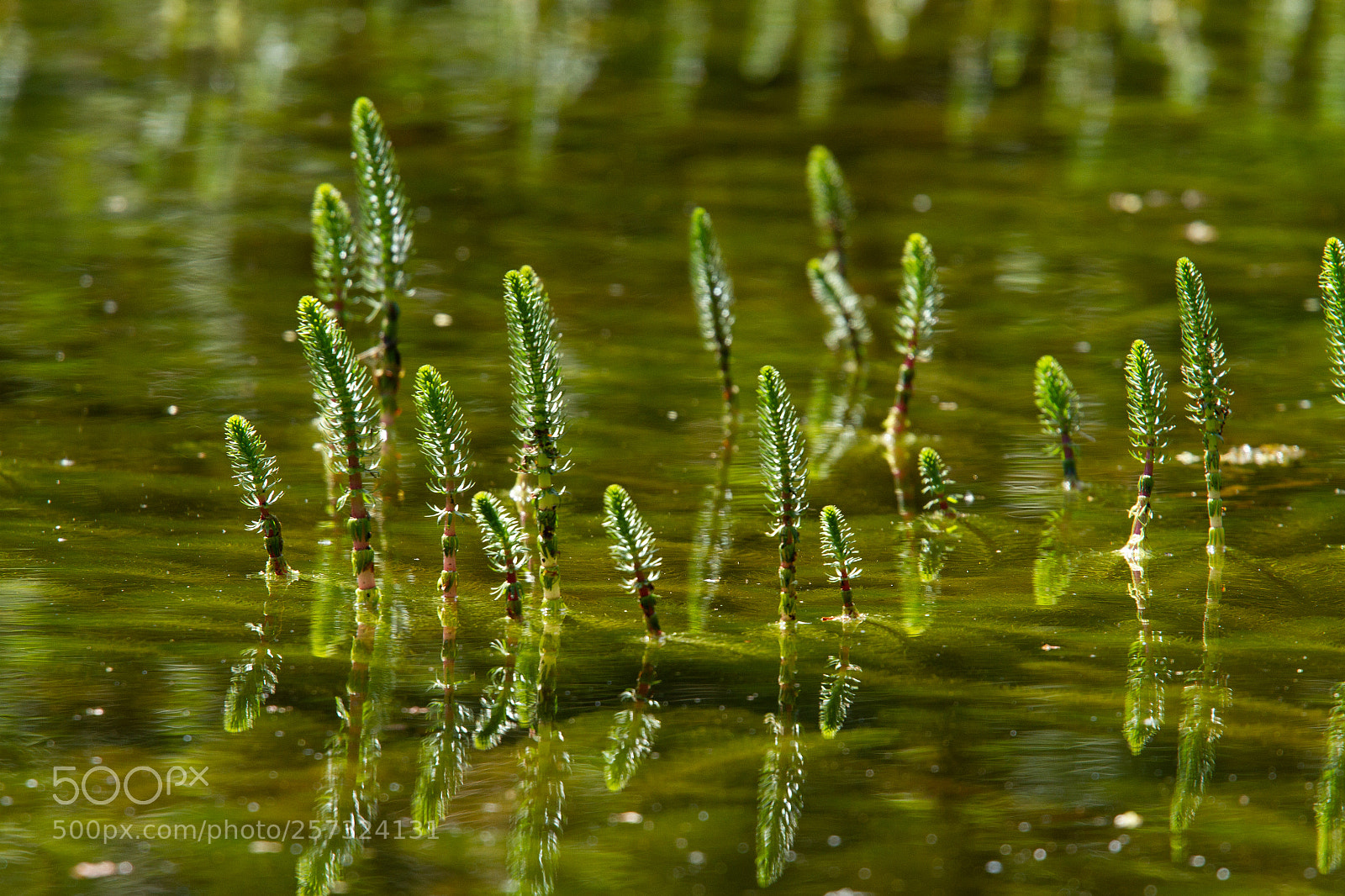 Canon EOS 7D sample photo. Water plant photography