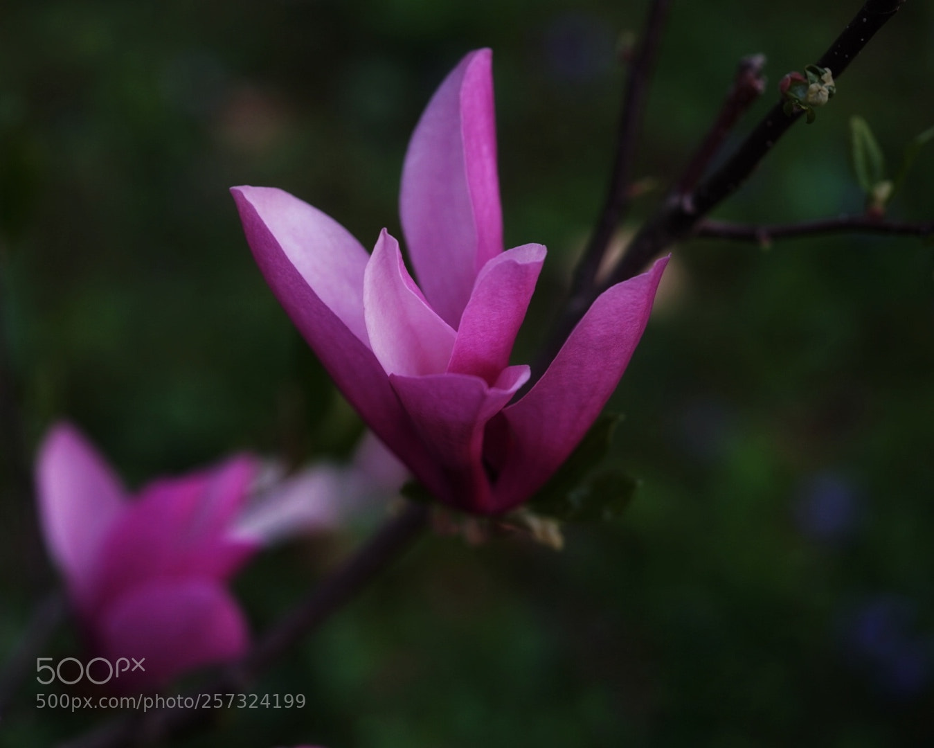 Sony a7 II sample photo. Michigan magnolia photography