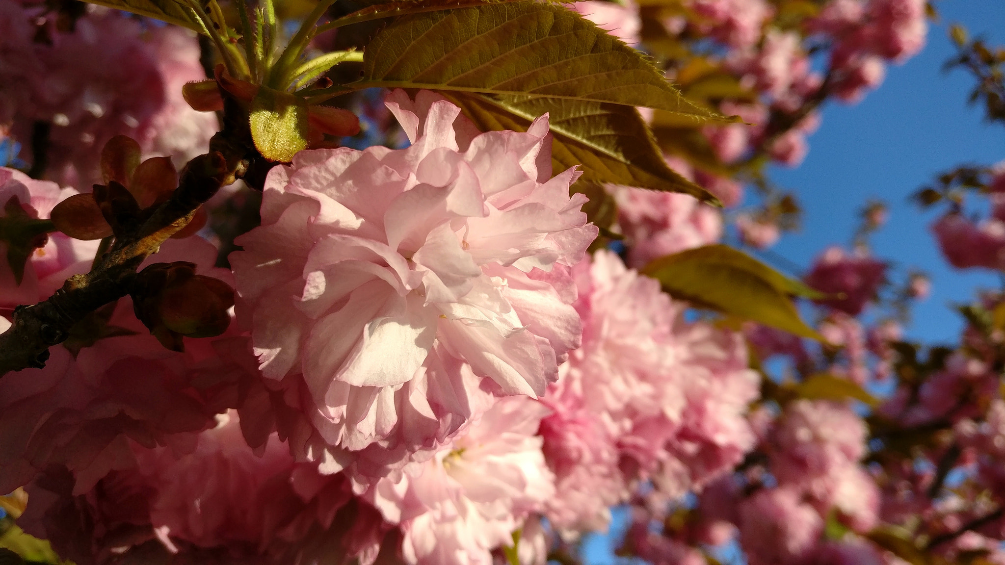 OnePlus A3000 sample photo. Sea of pink photography