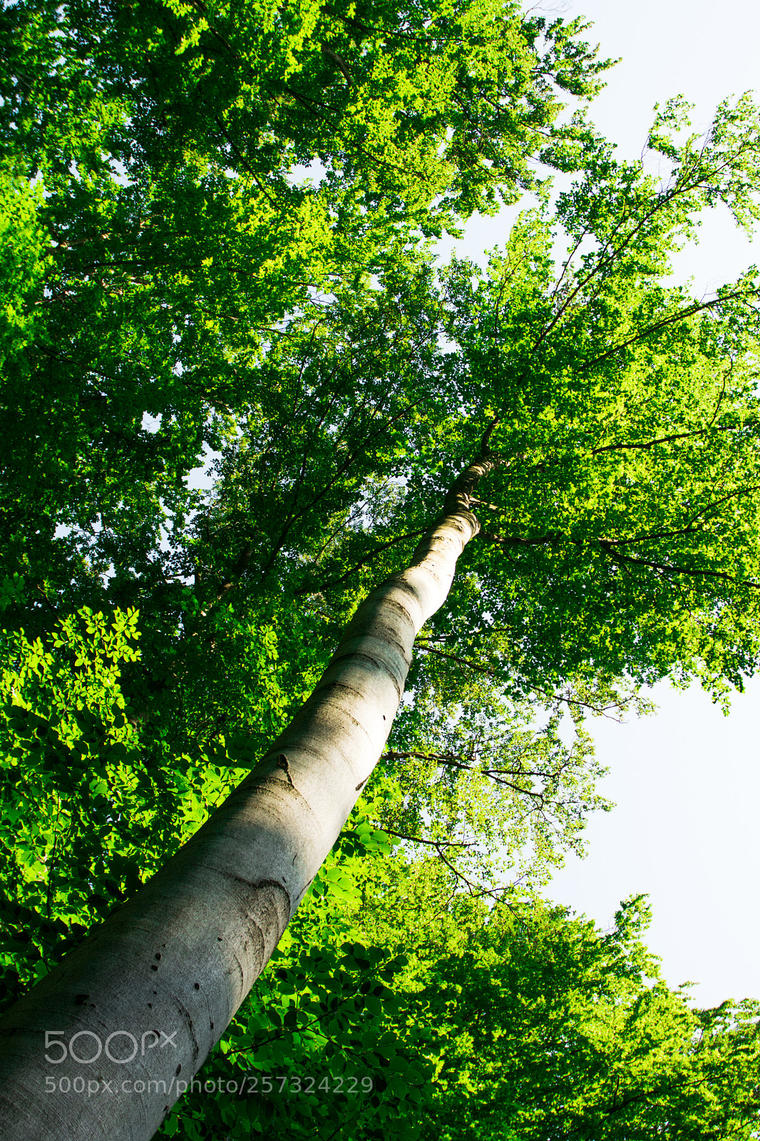 Nikon D7100 sample photo. Tree photography