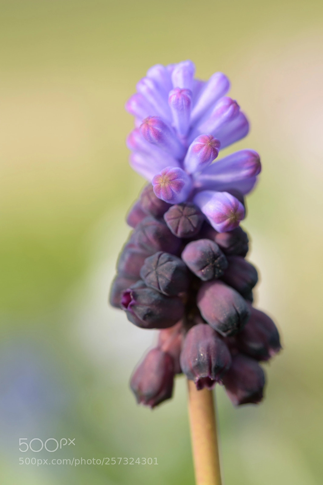 Nikon D5500 sample photo. Got my mind set photography