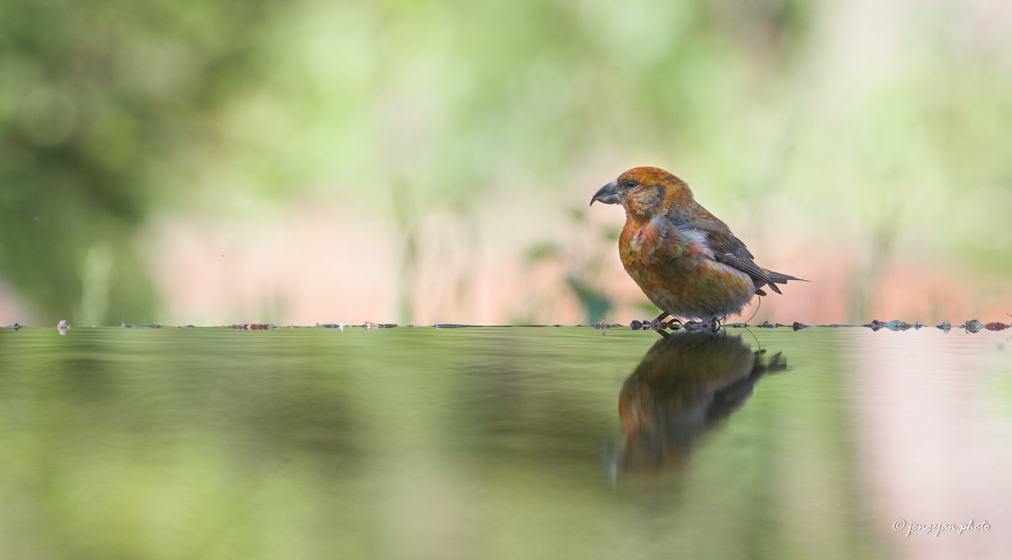 Pentax K-1 Mark II sample photo. Common crossbill photography