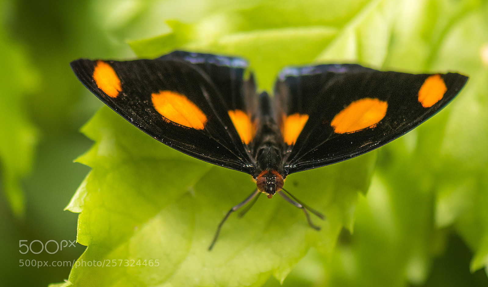 Nikon D500 sample photo. Grecian shoemaker photography