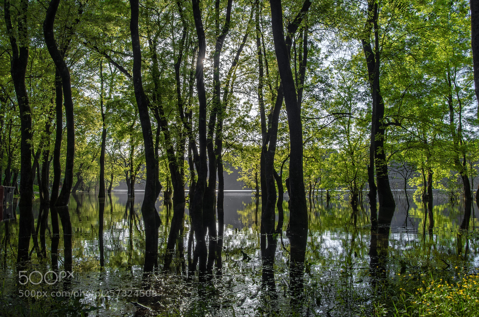 Nikon D600 sample photo. Forest in the water photography