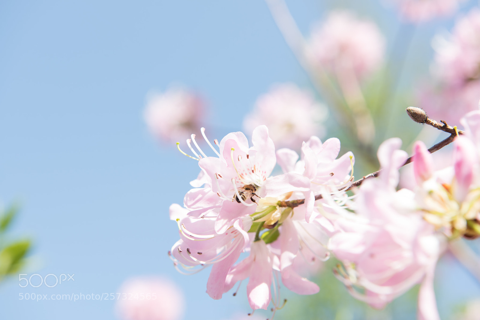 Nikon D810 sample photo. Seleger moor photography
