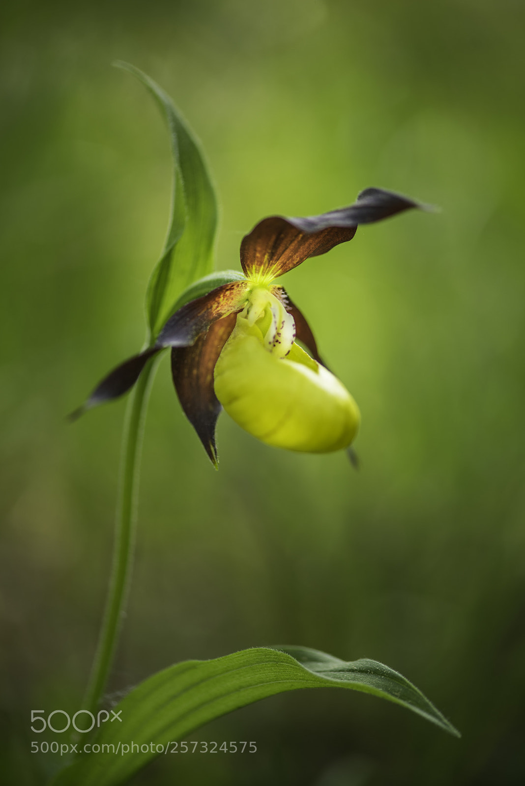 Nikon D750 sample photo. Lady slipper photography