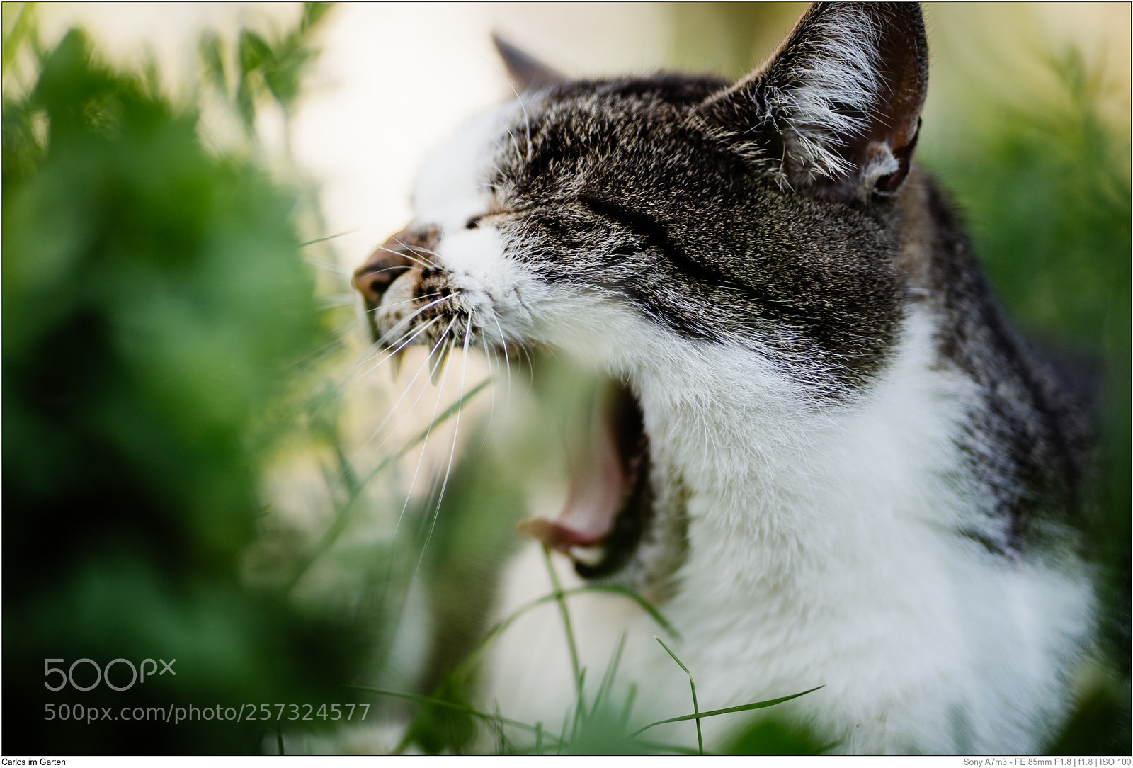 Sony a7 III sample photo. Carlos im garten photography