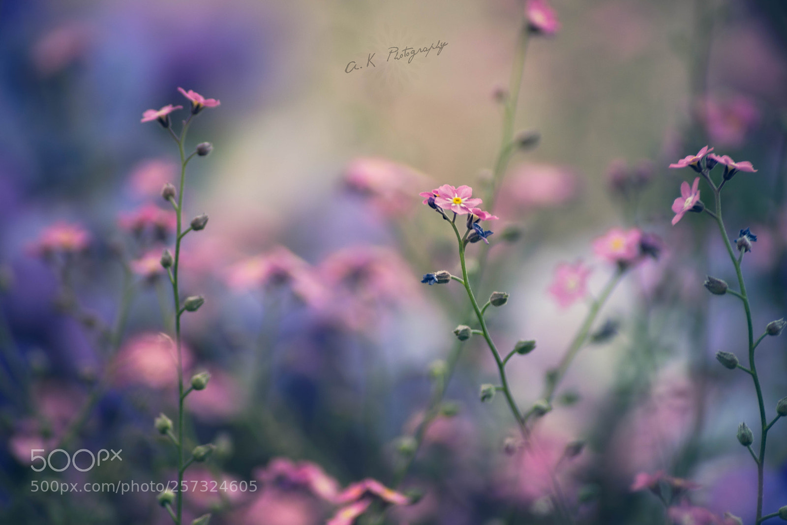 Nikon D750 sample photo. Pastel photography