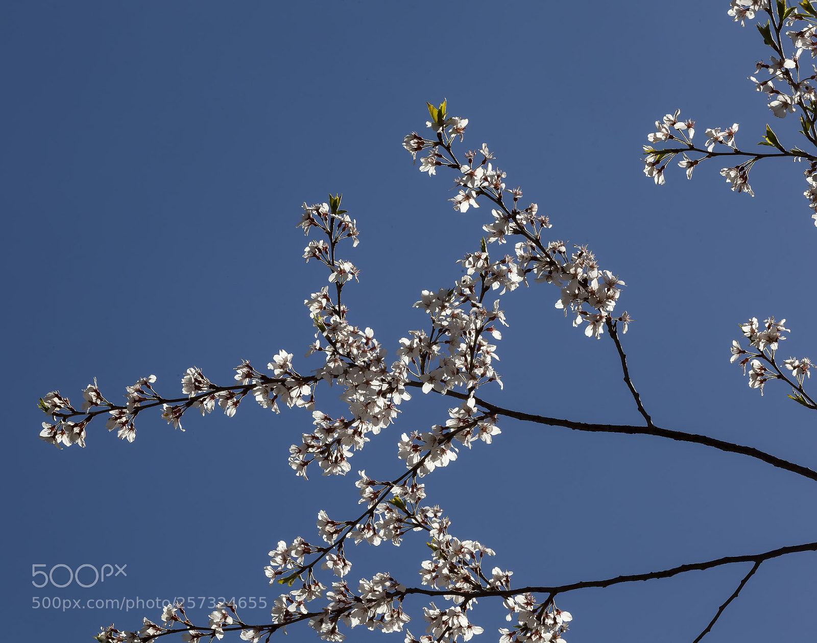 Canon EOS 5D Mark II sample photo. Spring flowers photography