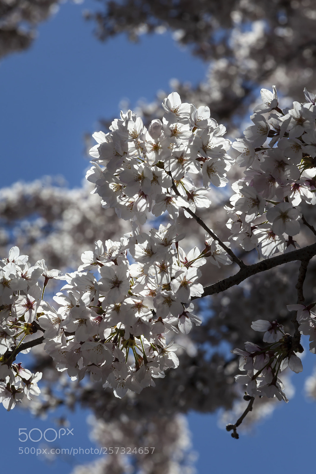 Canon EOS 5D Mark II sample photo. Spring trees photography