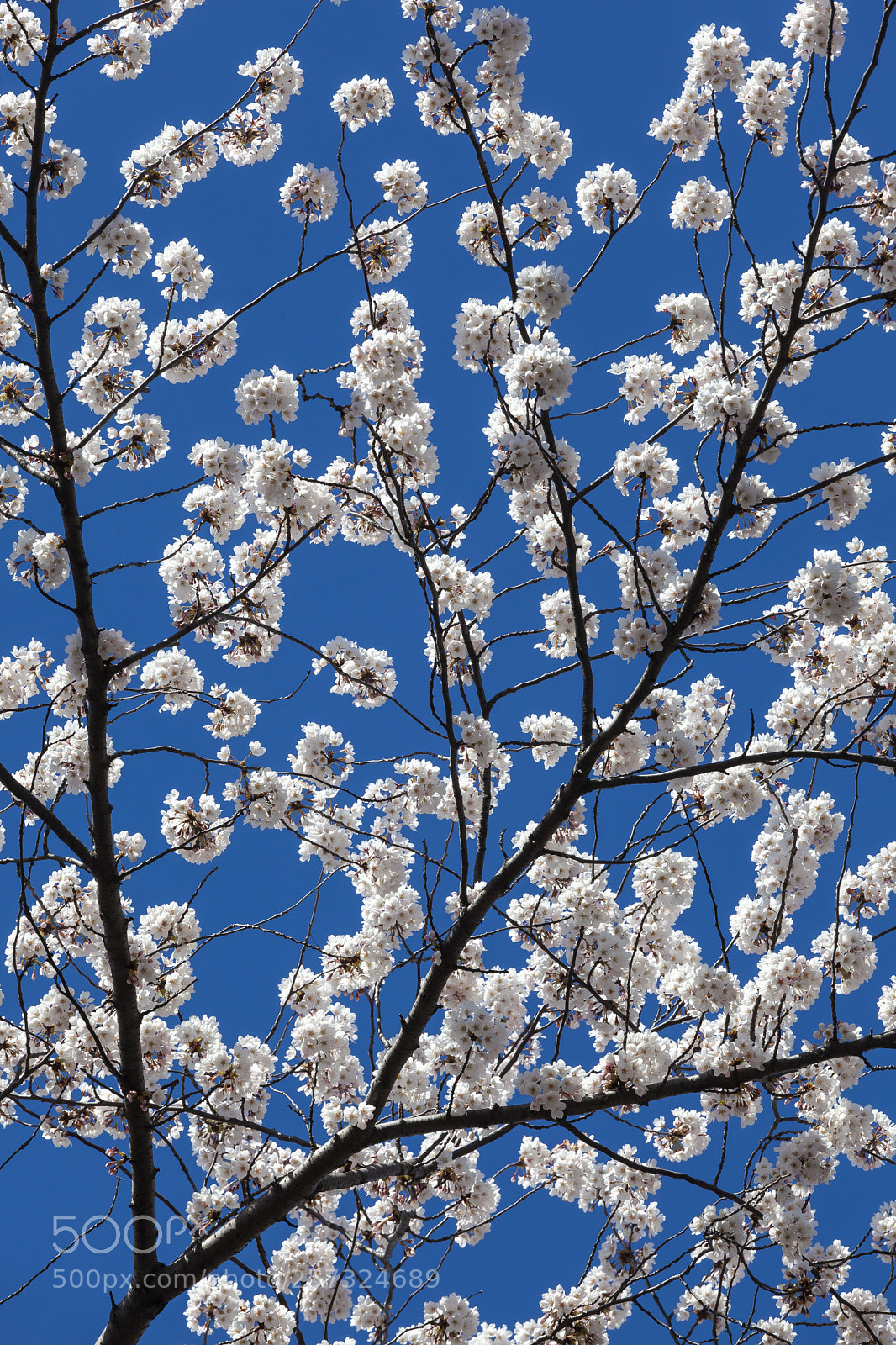 Canon EOS 5D Mark II sample photo. Flowering spring trees photography