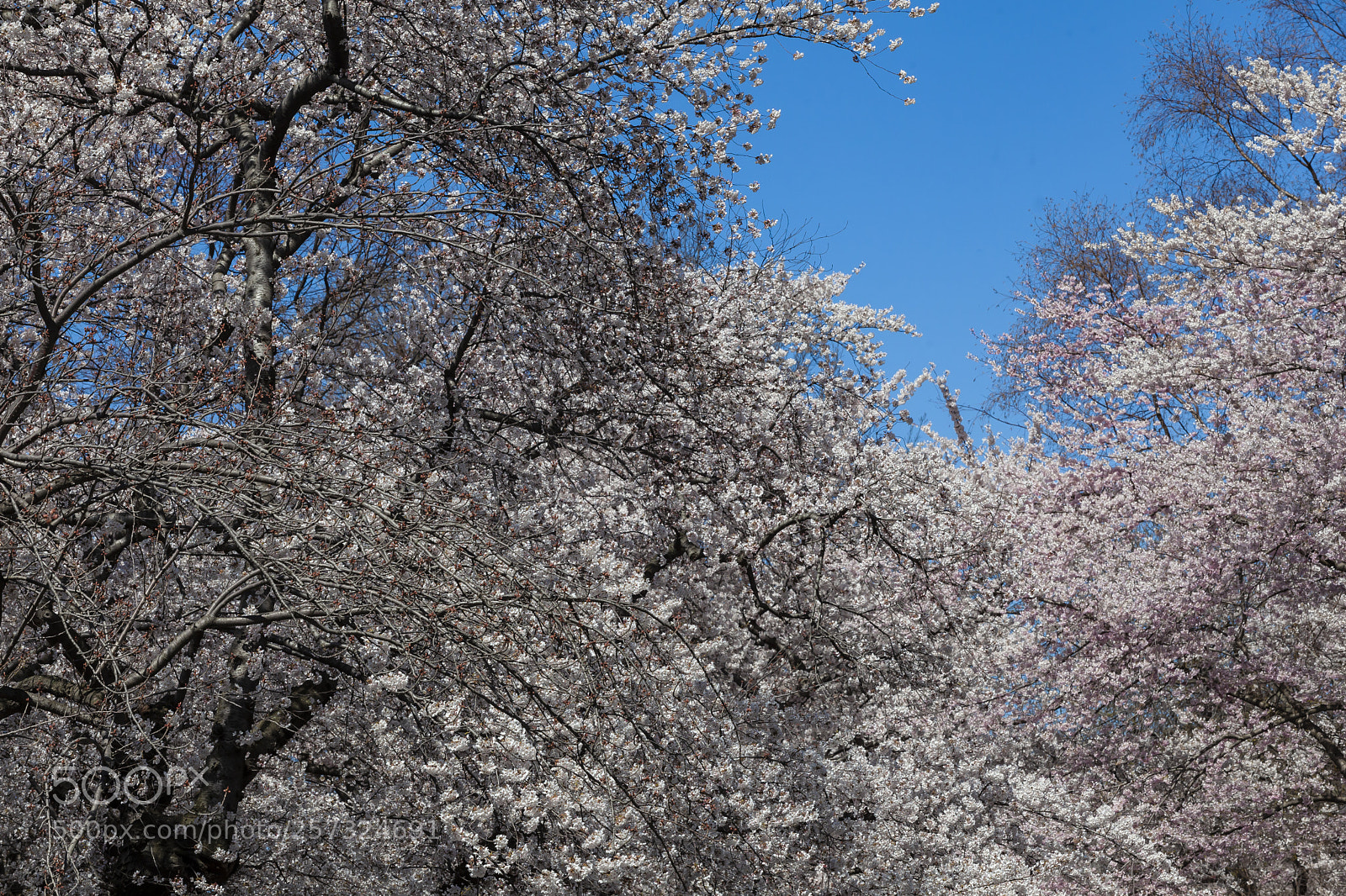 Canon EOS 5D Mark II sample photo. Flowering spring trees photography
