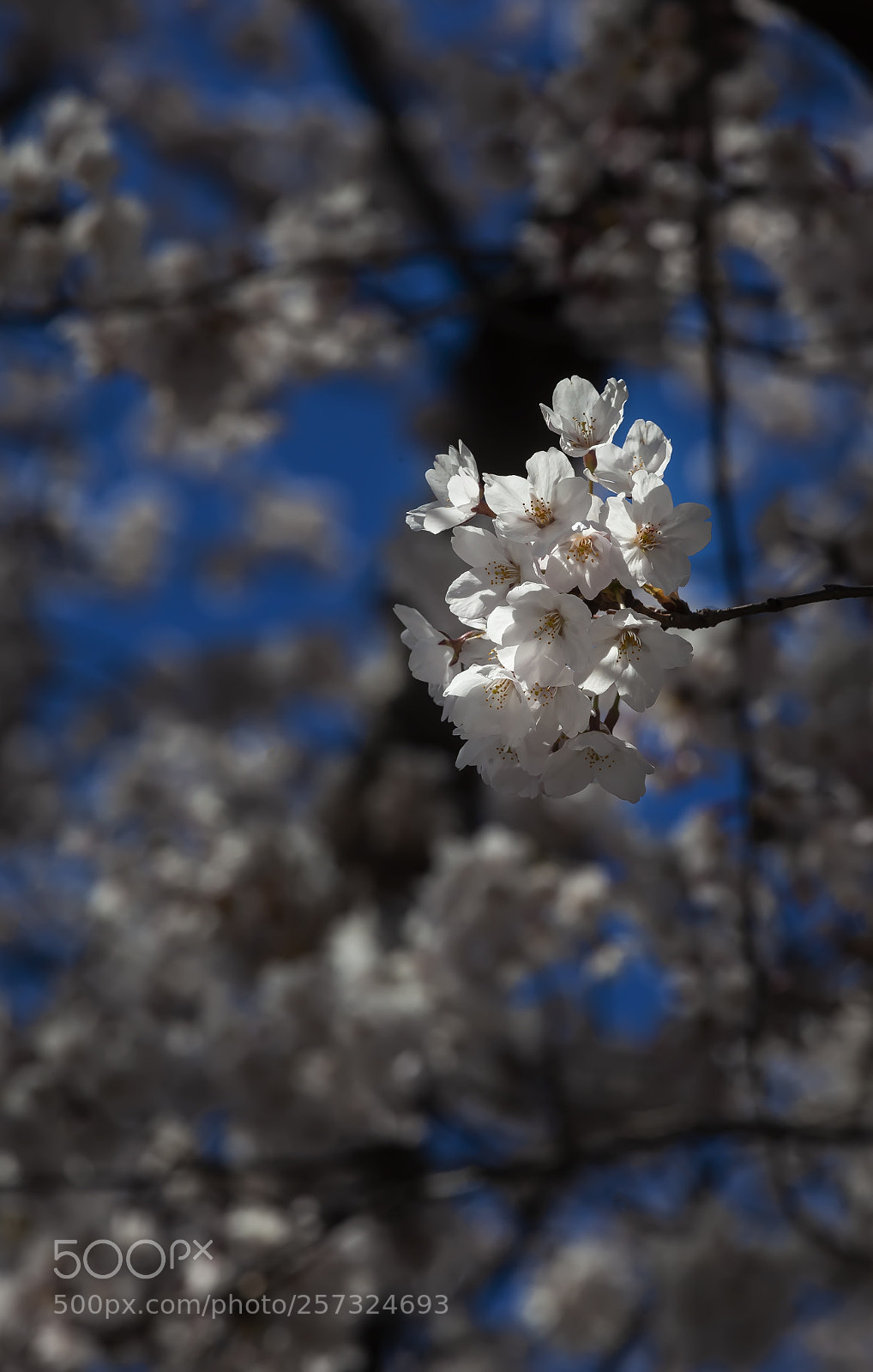 Canon EOS 5D Mark II sample photo. Cherry blossoms photography