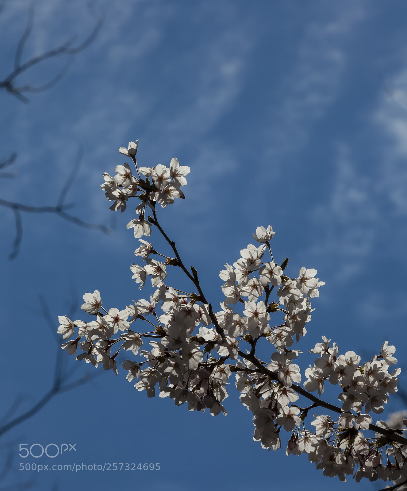 Canon EOS 5D Mark II sample photo. Spring tree photography