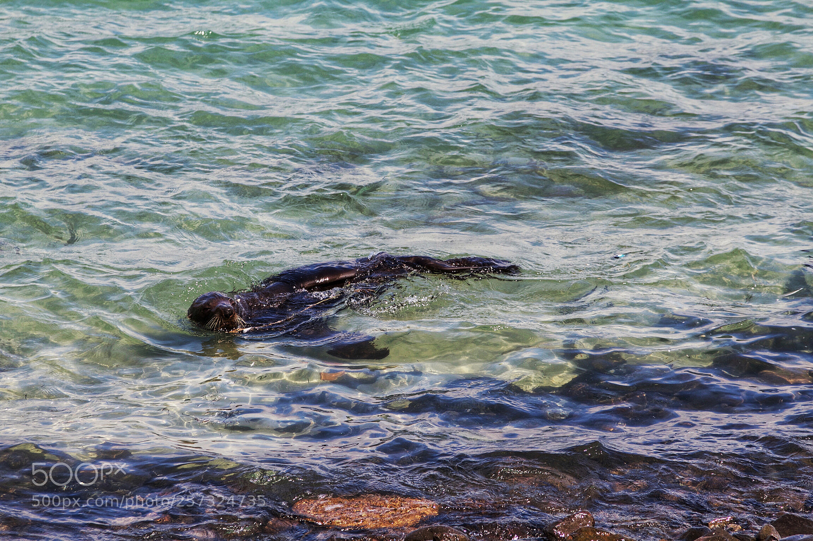 Canon EOS 7D sample photo. Seal in otago peninsula photography