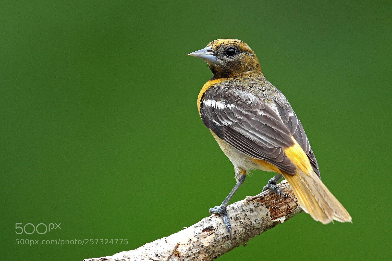 Canon EOS 7D sample photo. Another female baltimore oriole photography