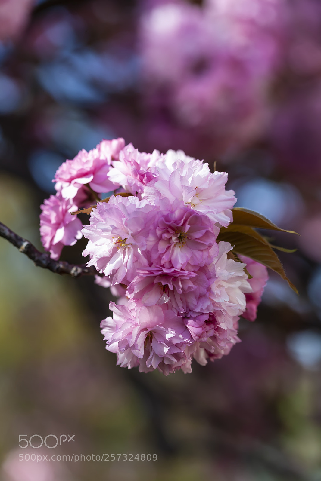 Canon EOS 5D Mark II sample photo. Cherry blossoms photography