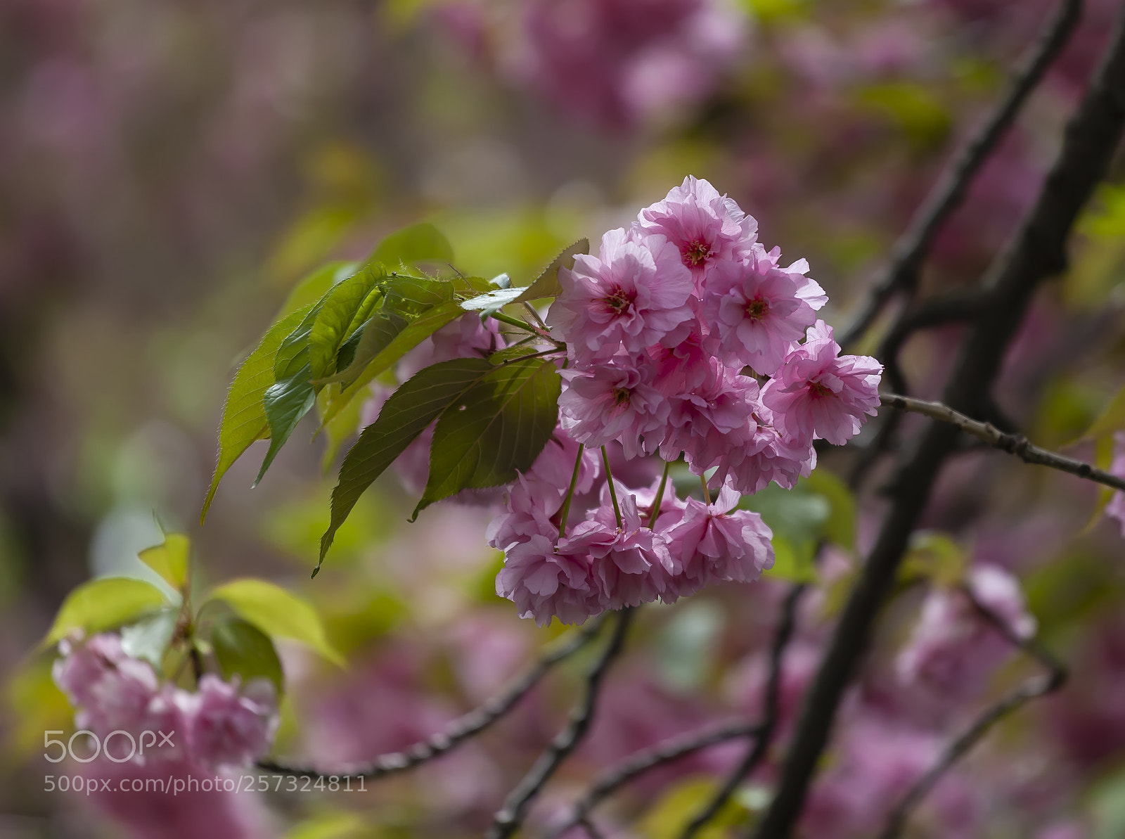 Canon EOS 5D Mark II sample photo. Cherry blossoms photography