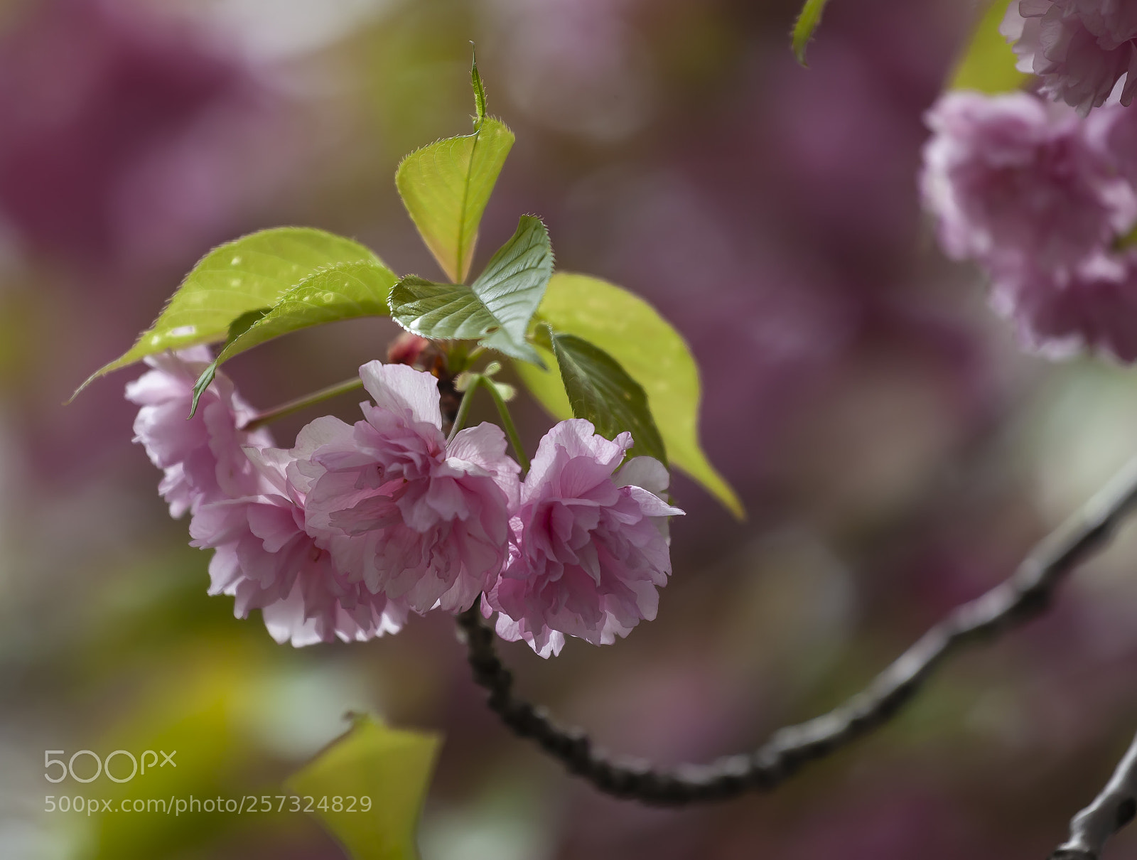 Canon EOS 5D Mark II sample photo. Cherry blossoms photography
