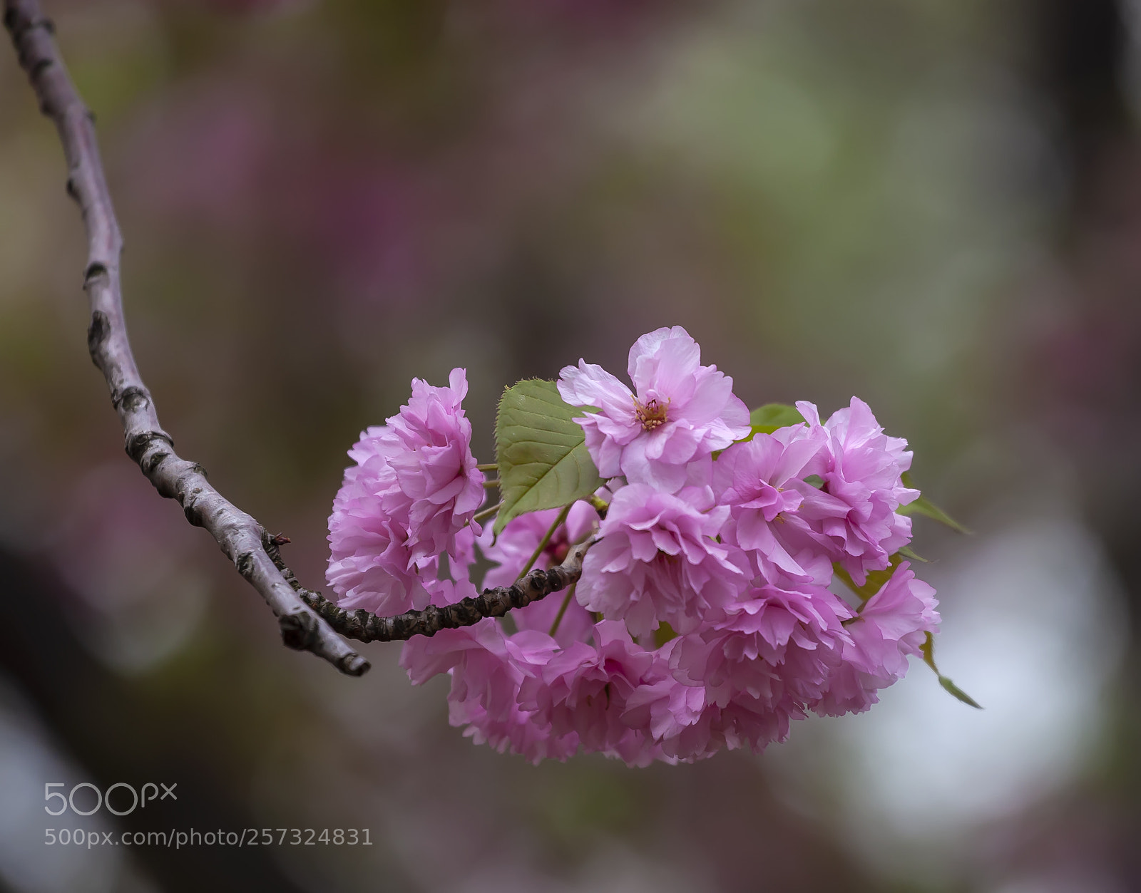 Canon EOS 5D Mark II sample photo. Cherry blossoms photography