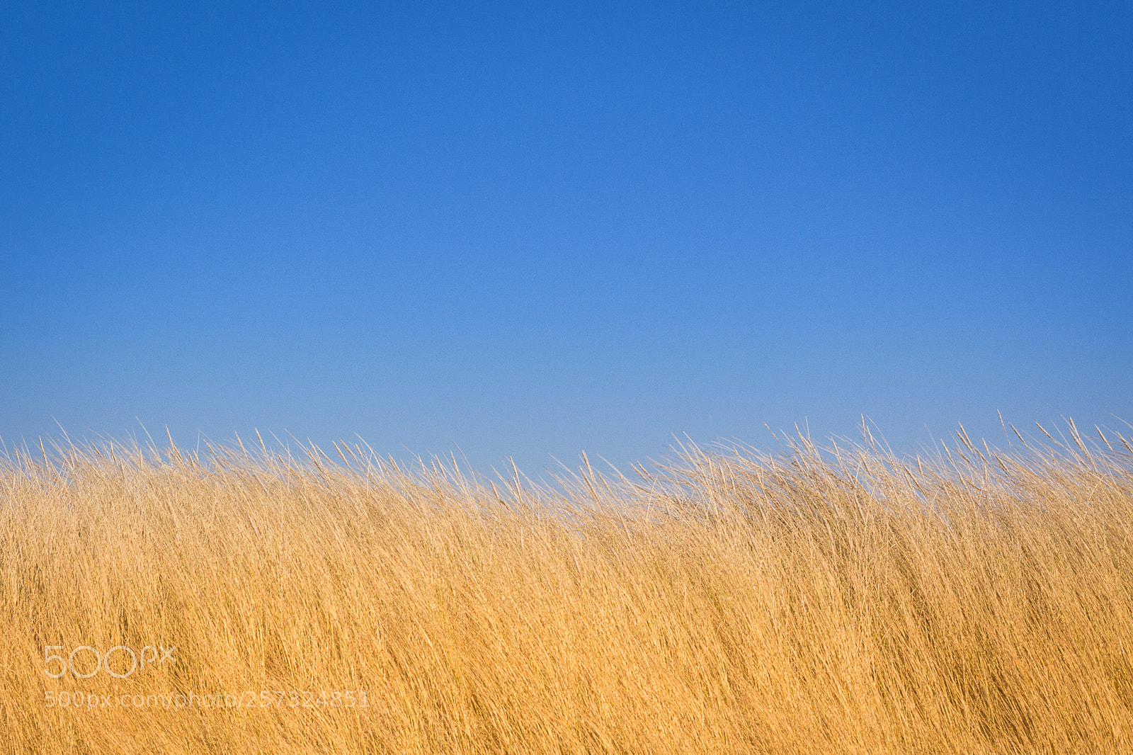 Canon EOS 650D (EOS Rebel T4i / EOS Kiss X6i) sample photo. 18•04 gold | sylt photography