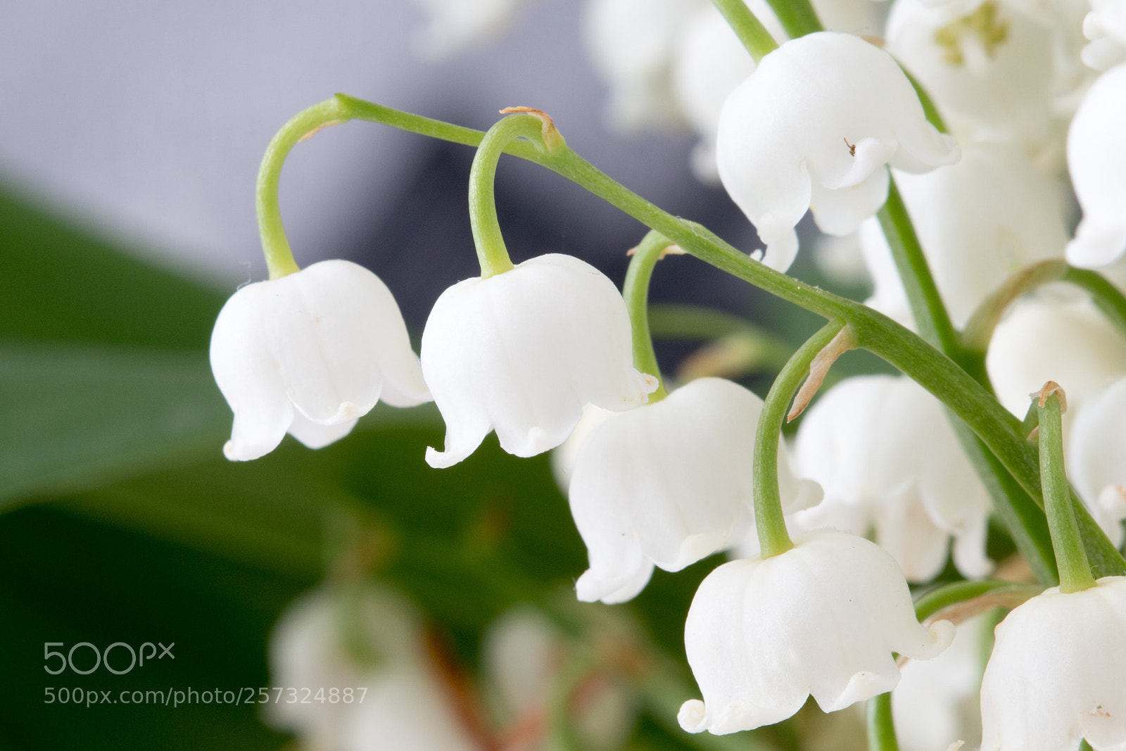 Canon EOS 70D sample photo. Muguet photography