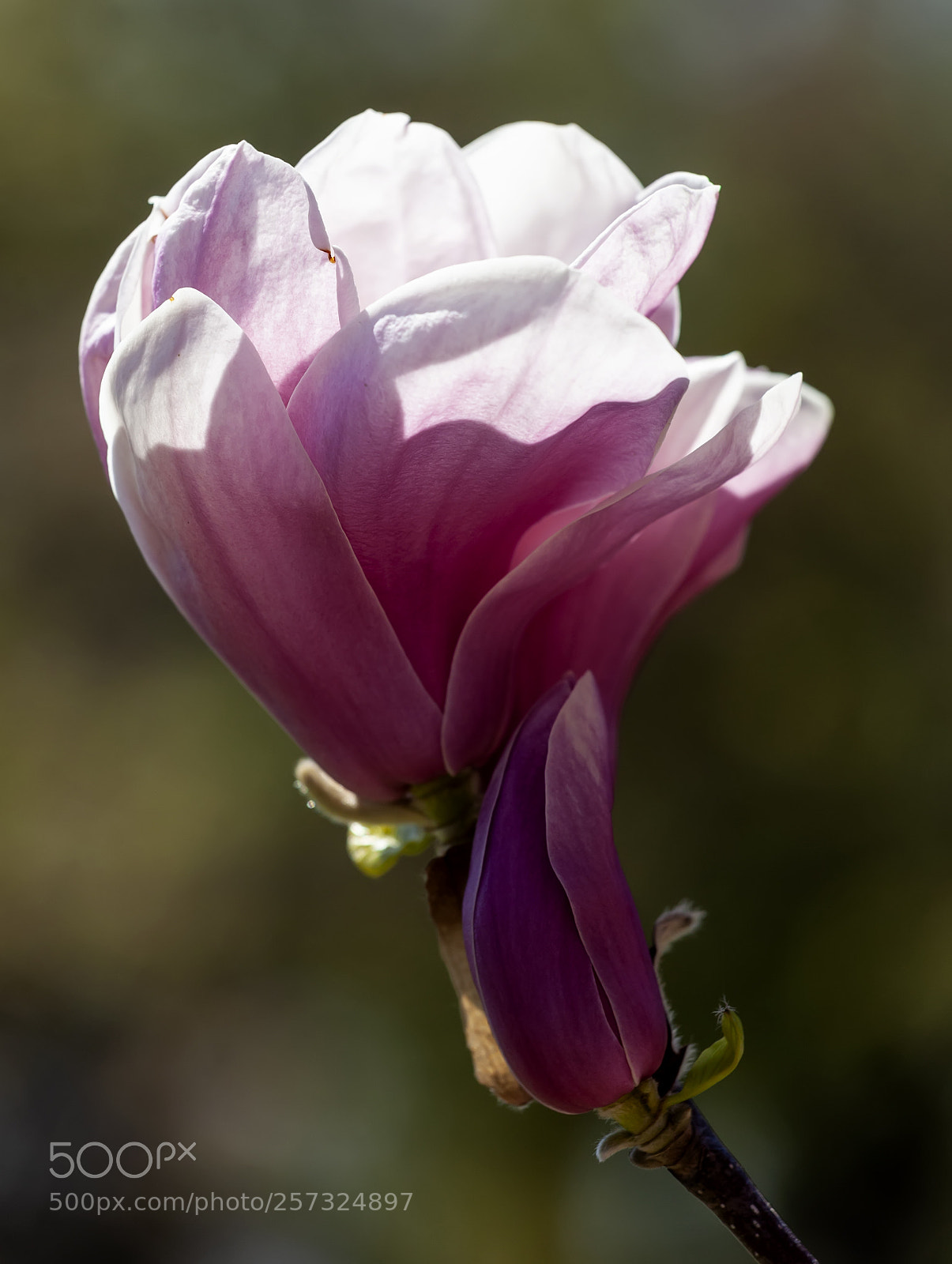 Canon EOS 5D Mark II sample photo. Magnolia photography