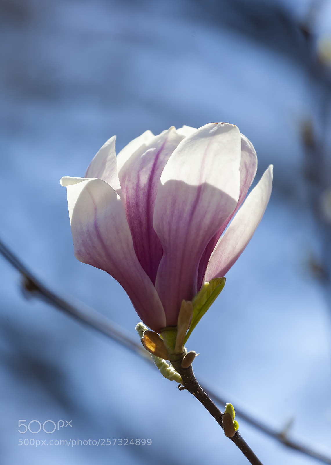 Canon EOS 5D Mark II sample photo. Magnolia photography