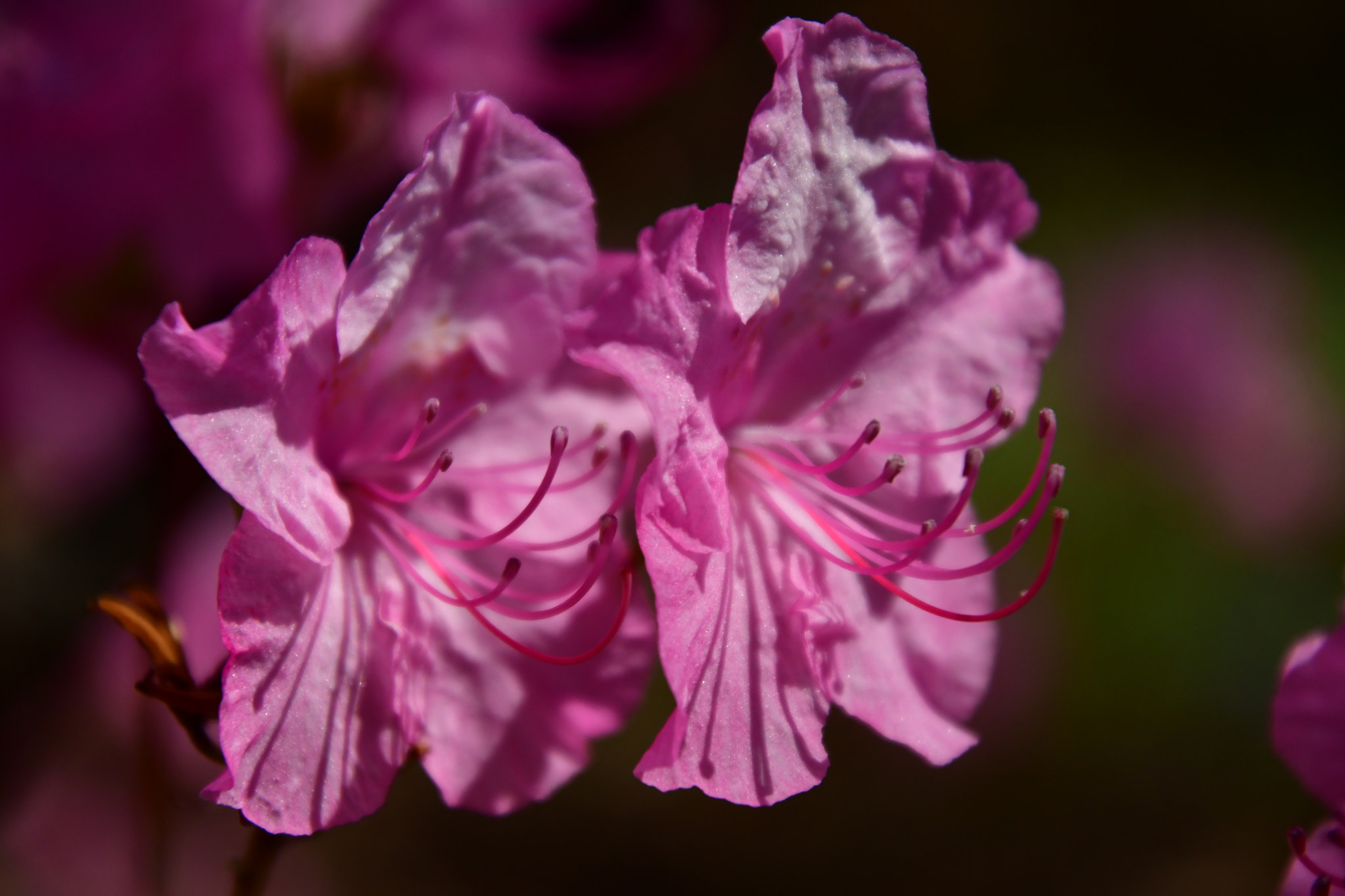 Nikon D7500 sample photo. Beautiful azalea  photography
