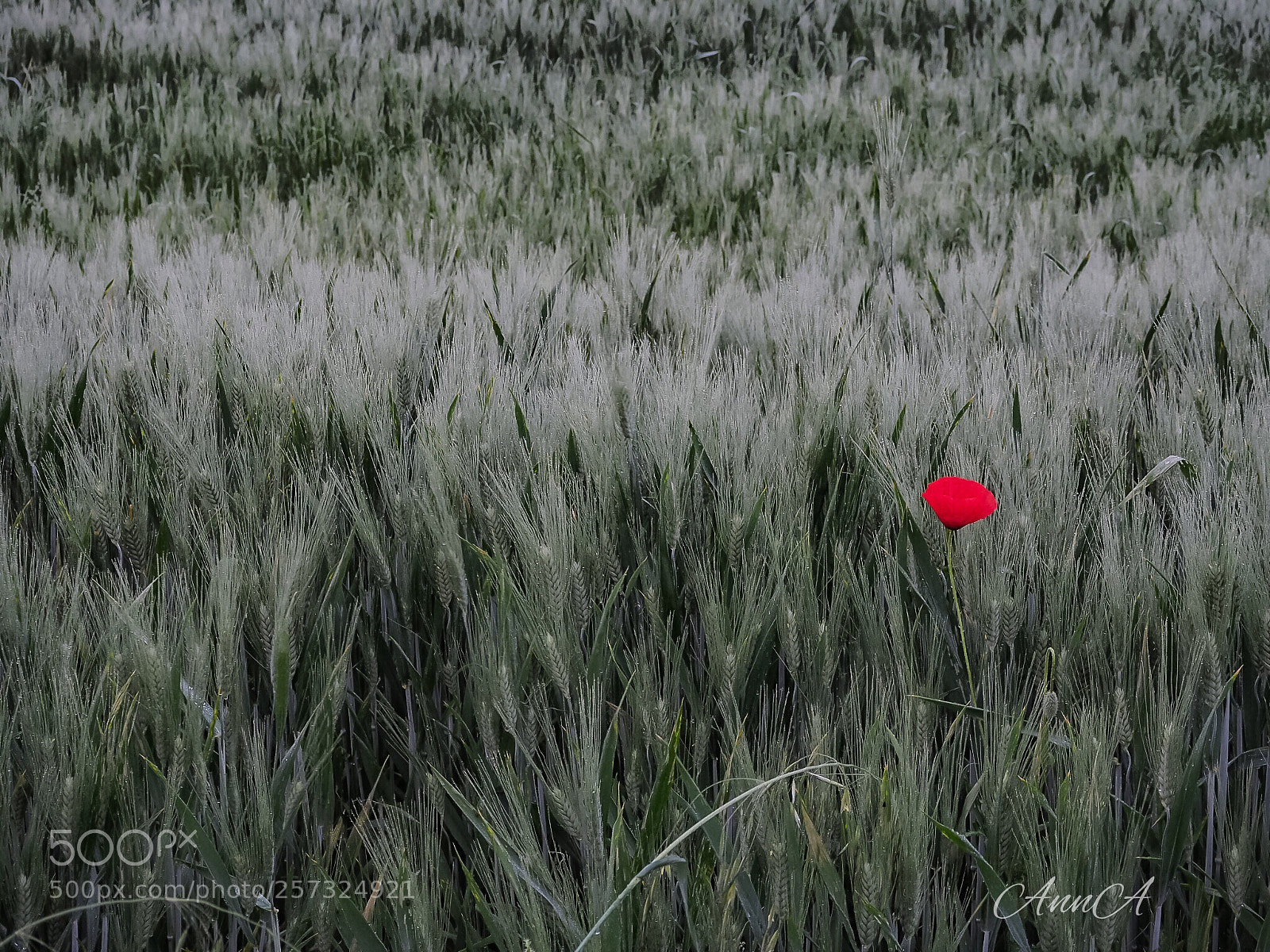 Olympus OM-D E-M10 II sample photo. Alone .... photography