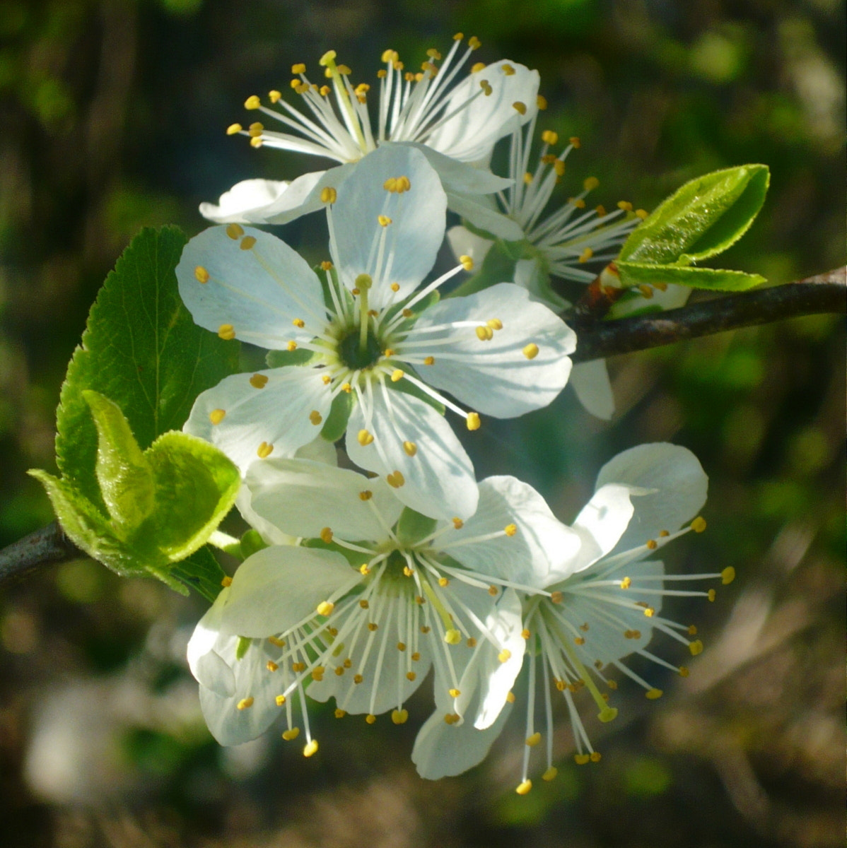 Panasonic Lumix DMC-LS80 sample photo. Spring flowers photography