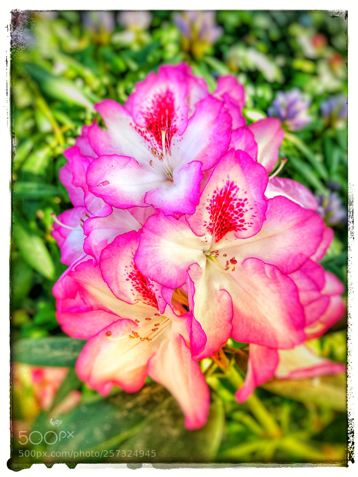Apple iPhone X sample photo. Rhododendron  photography