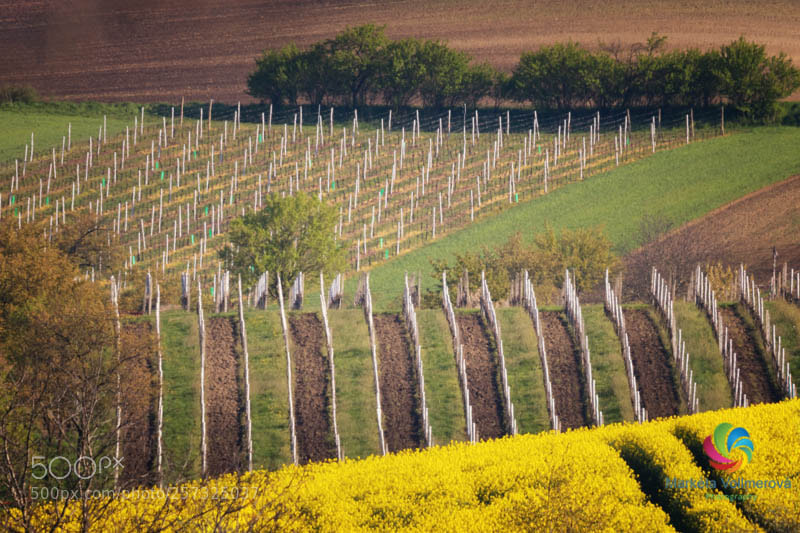 Canon EOS 7D Mark II sample photo. Vineyard, rural moravia, czech photography