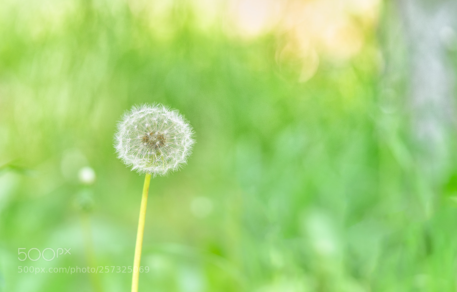 Sony a7R II sample photo. Pusteblume photography