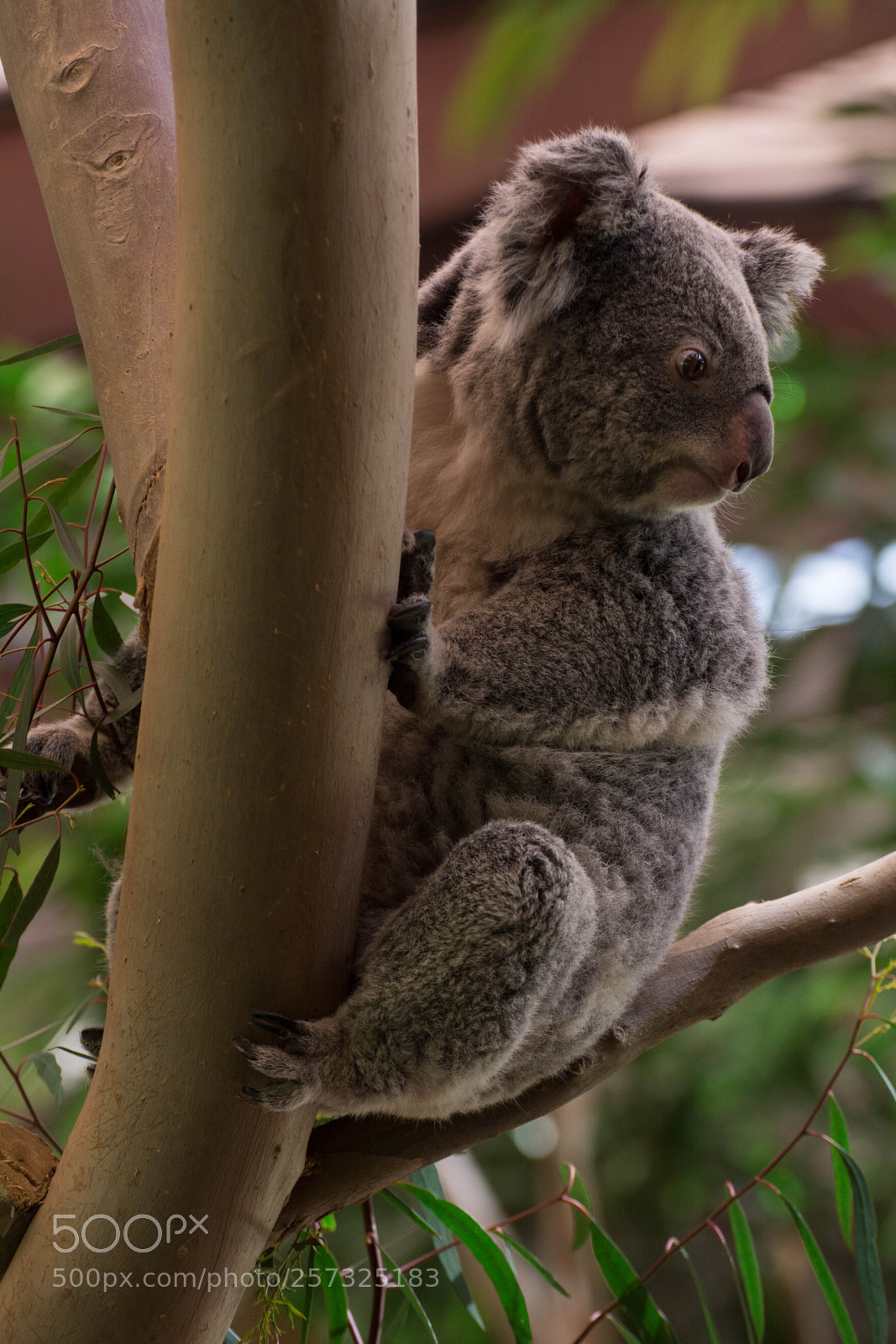 Nikon D7100 sample photo. Koala photography